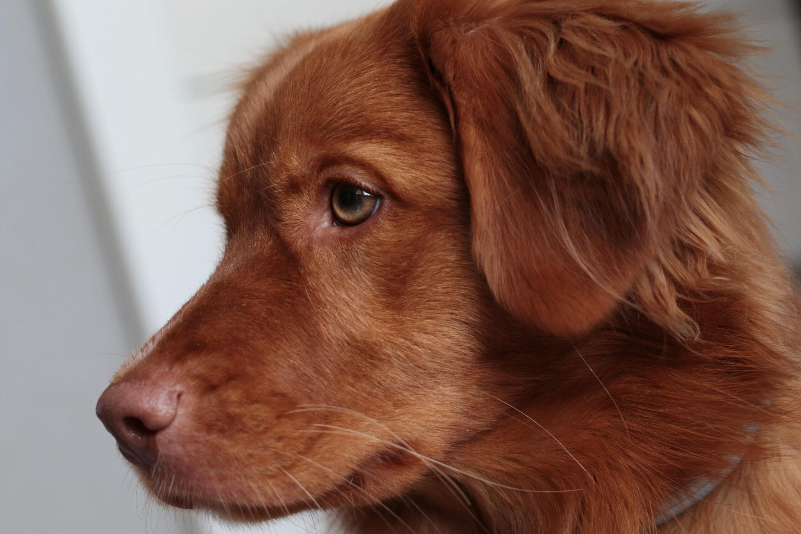 Nova Scotia Duck Tolling Retriever