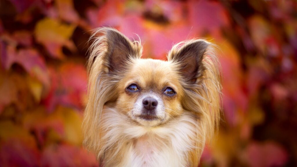 Papillon