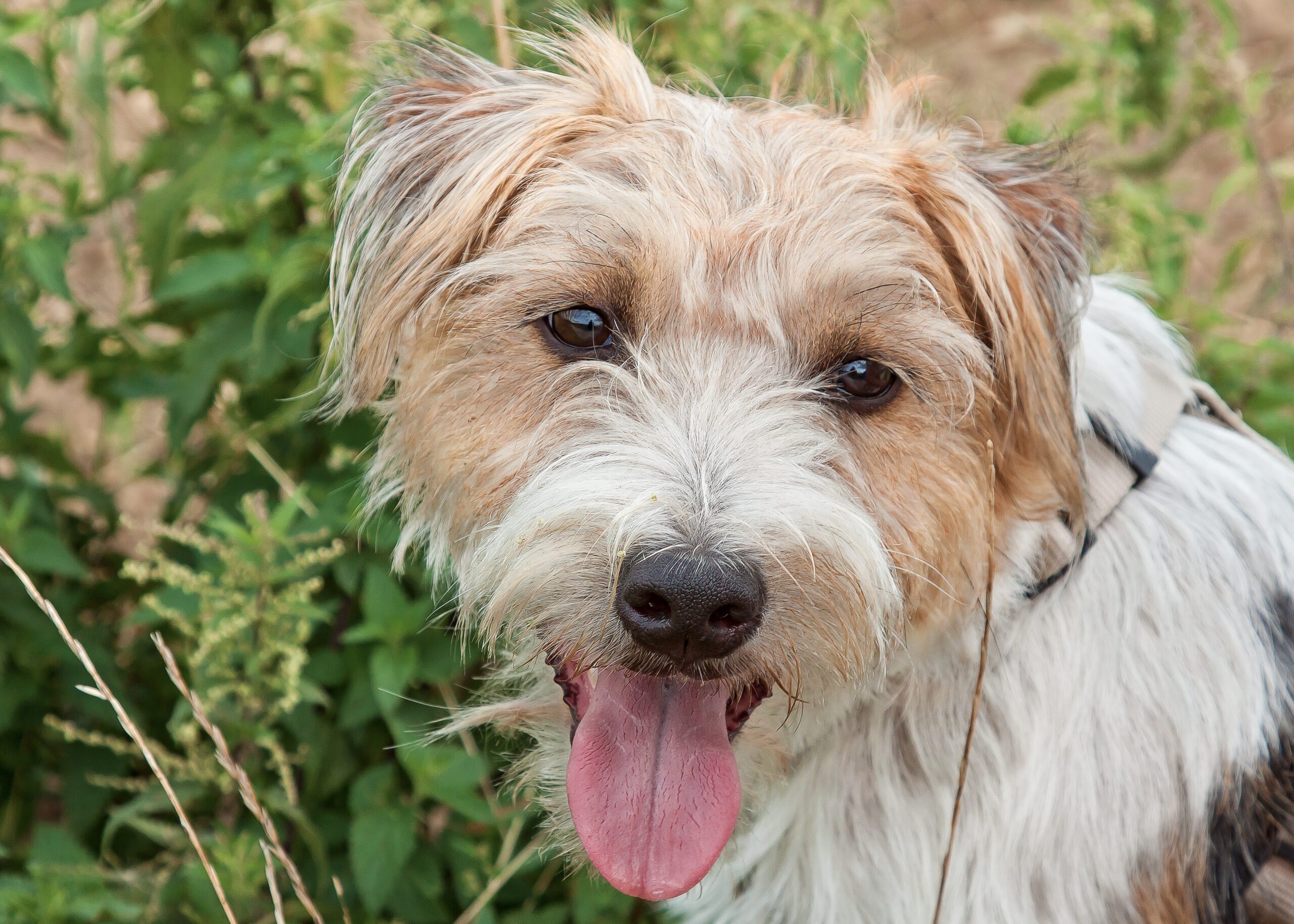 Parson Russell Terrier