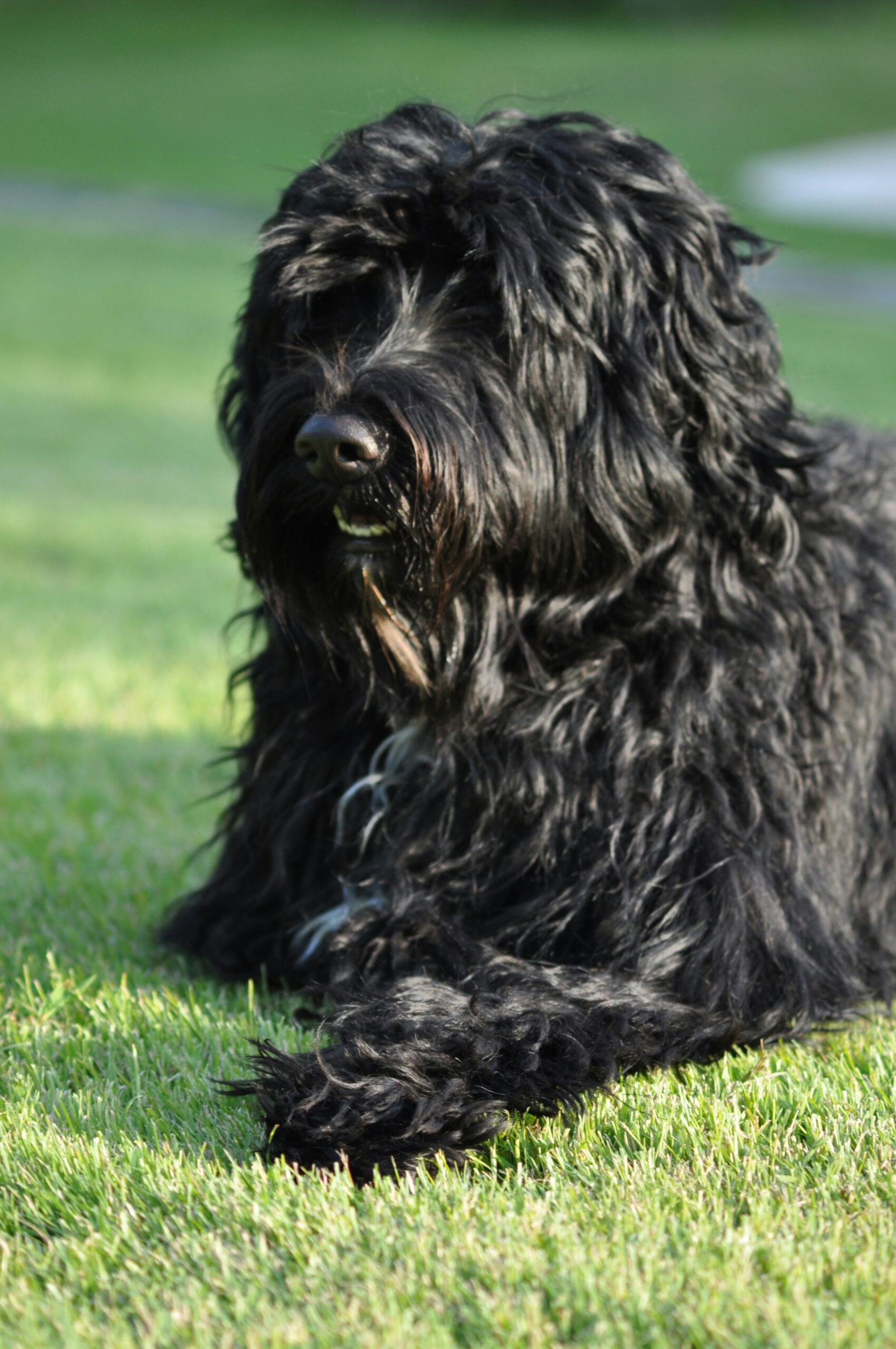Portugiesischer Wasserhund
