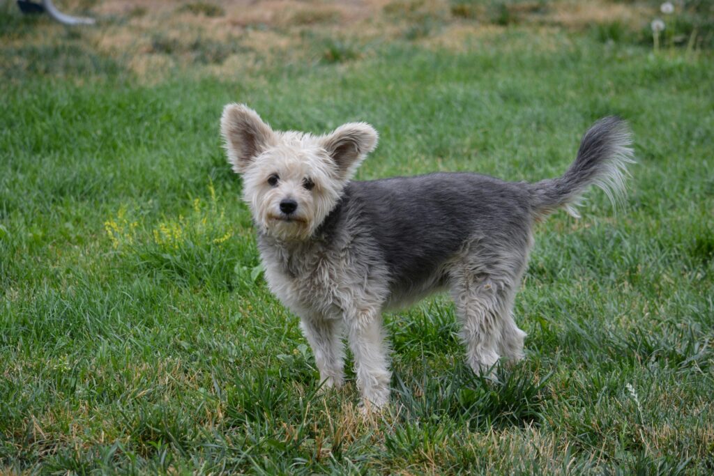 Pumi