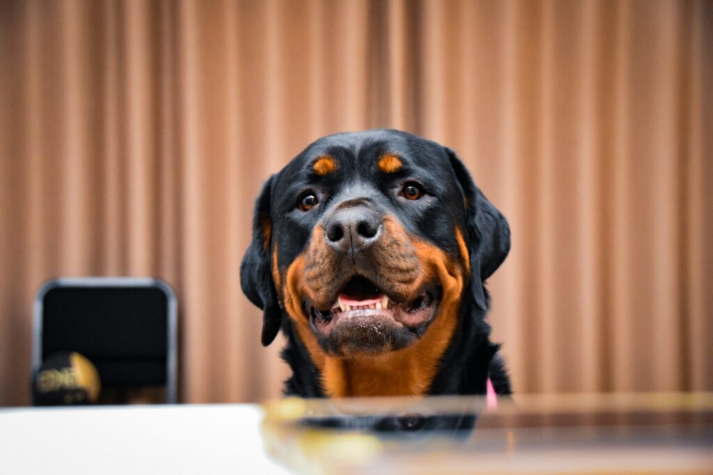 Rottweiler