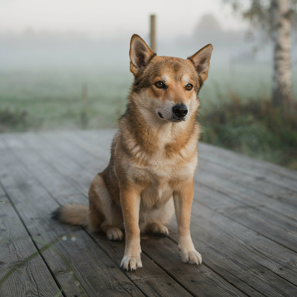 Schwedischer Vallhund
