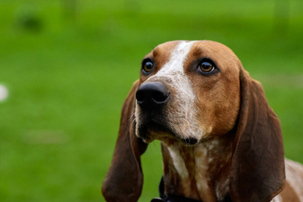 Schweizer Laufhund