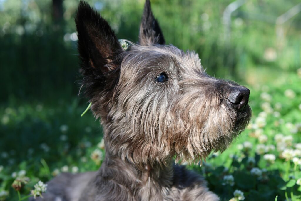 Scottish Terrier