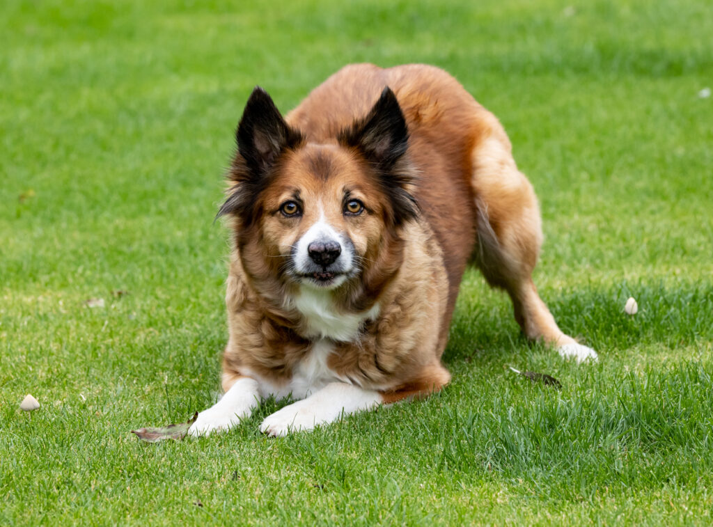 Shetland Sheepdog