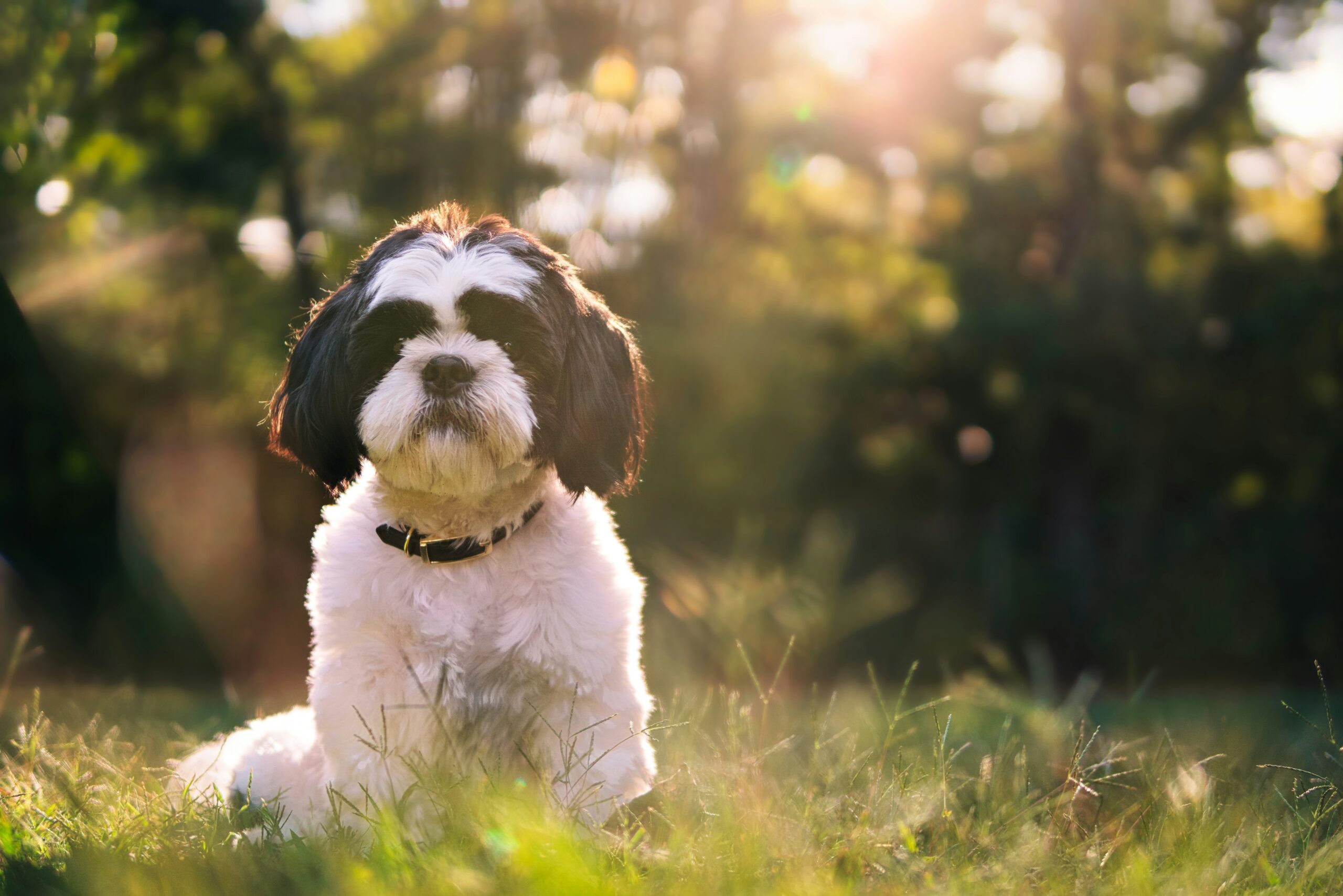 Shih Tzu