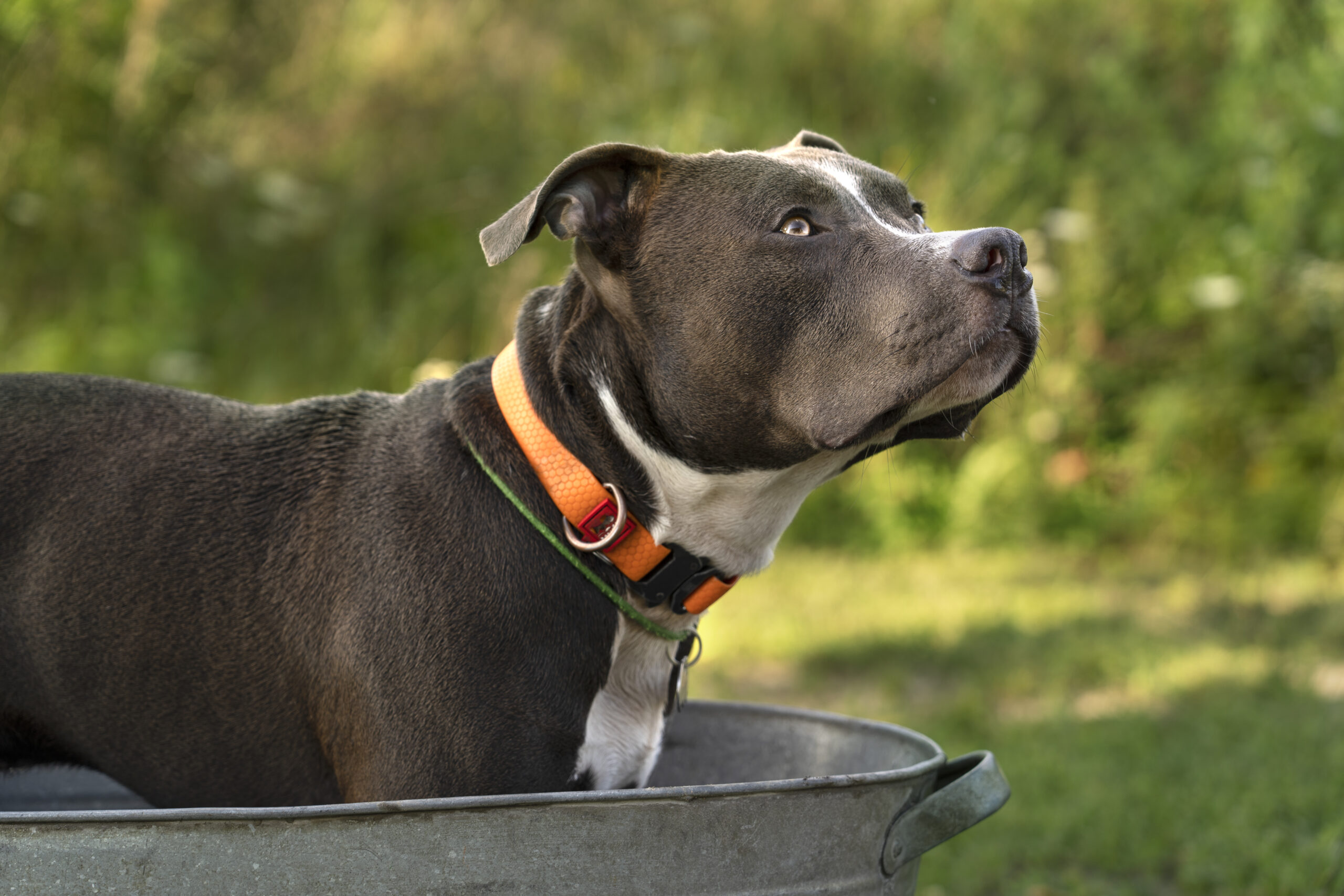 Staffordshire Bullterrier