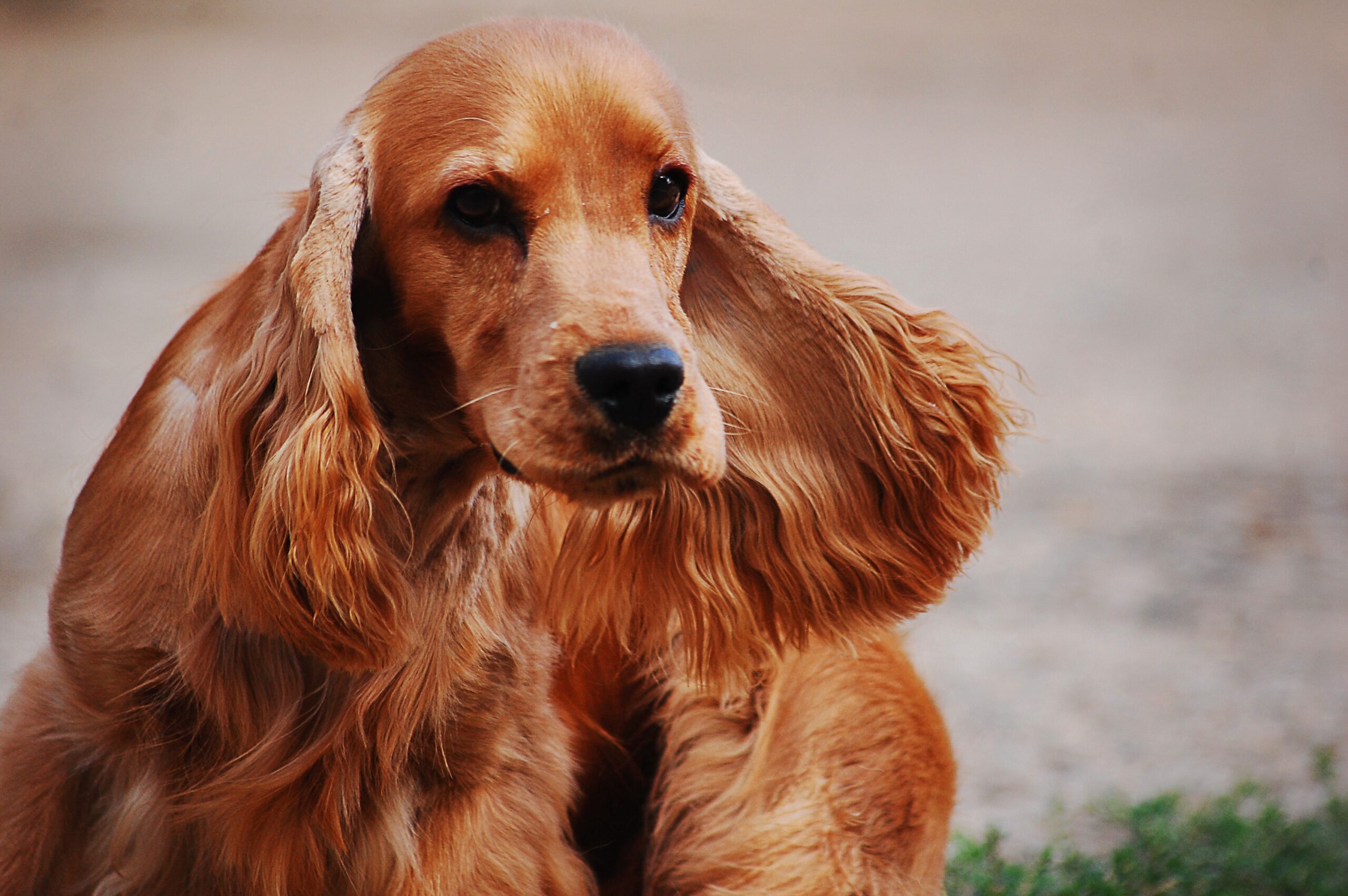 Sussex Spaniel