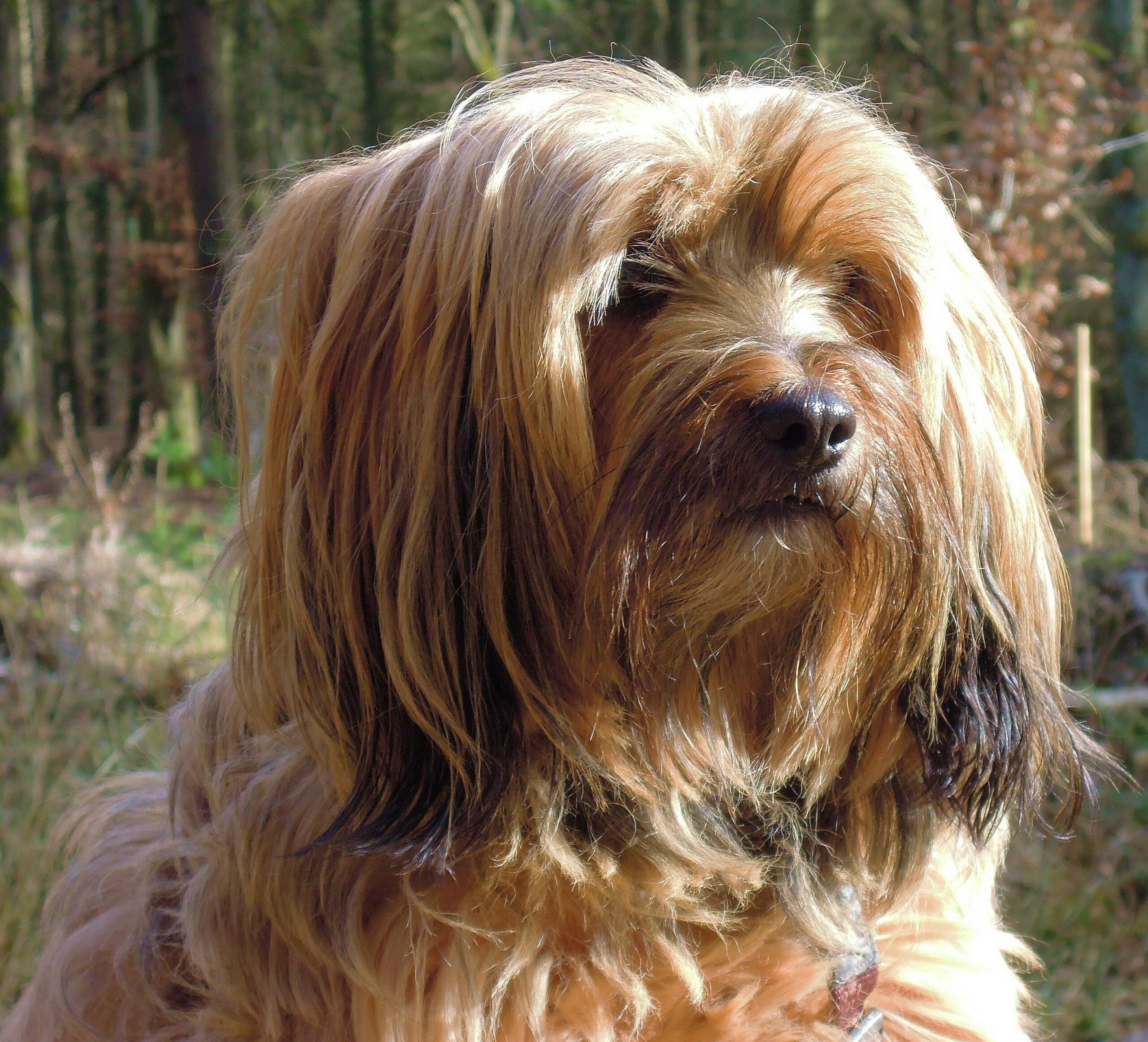 Tibet Terrier