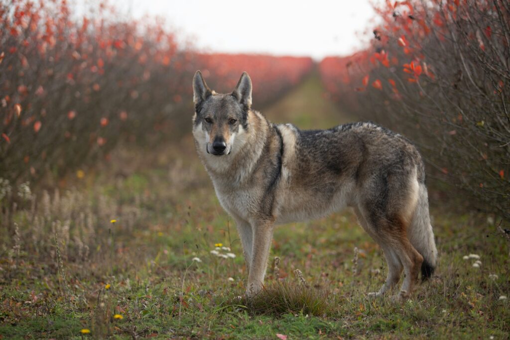 Tschechoslowakische Wolfhund