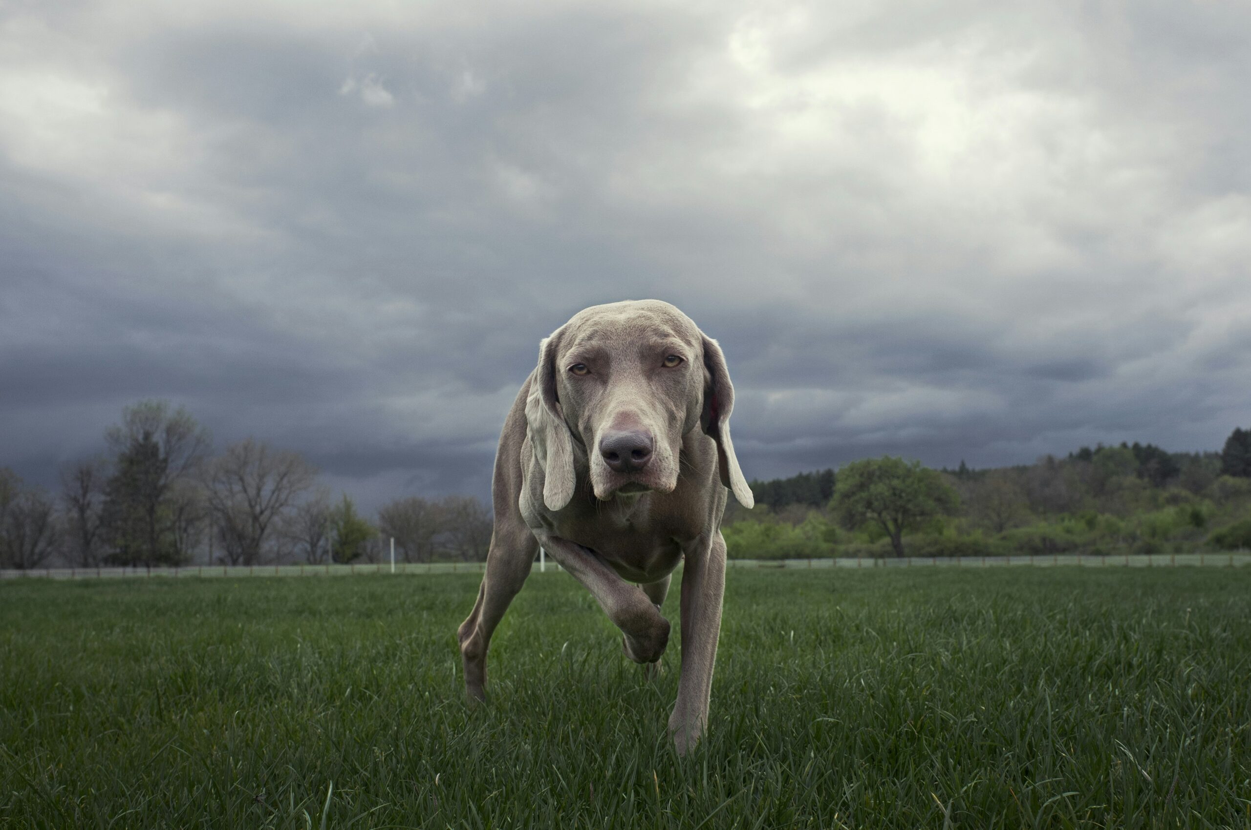 Weimaraner