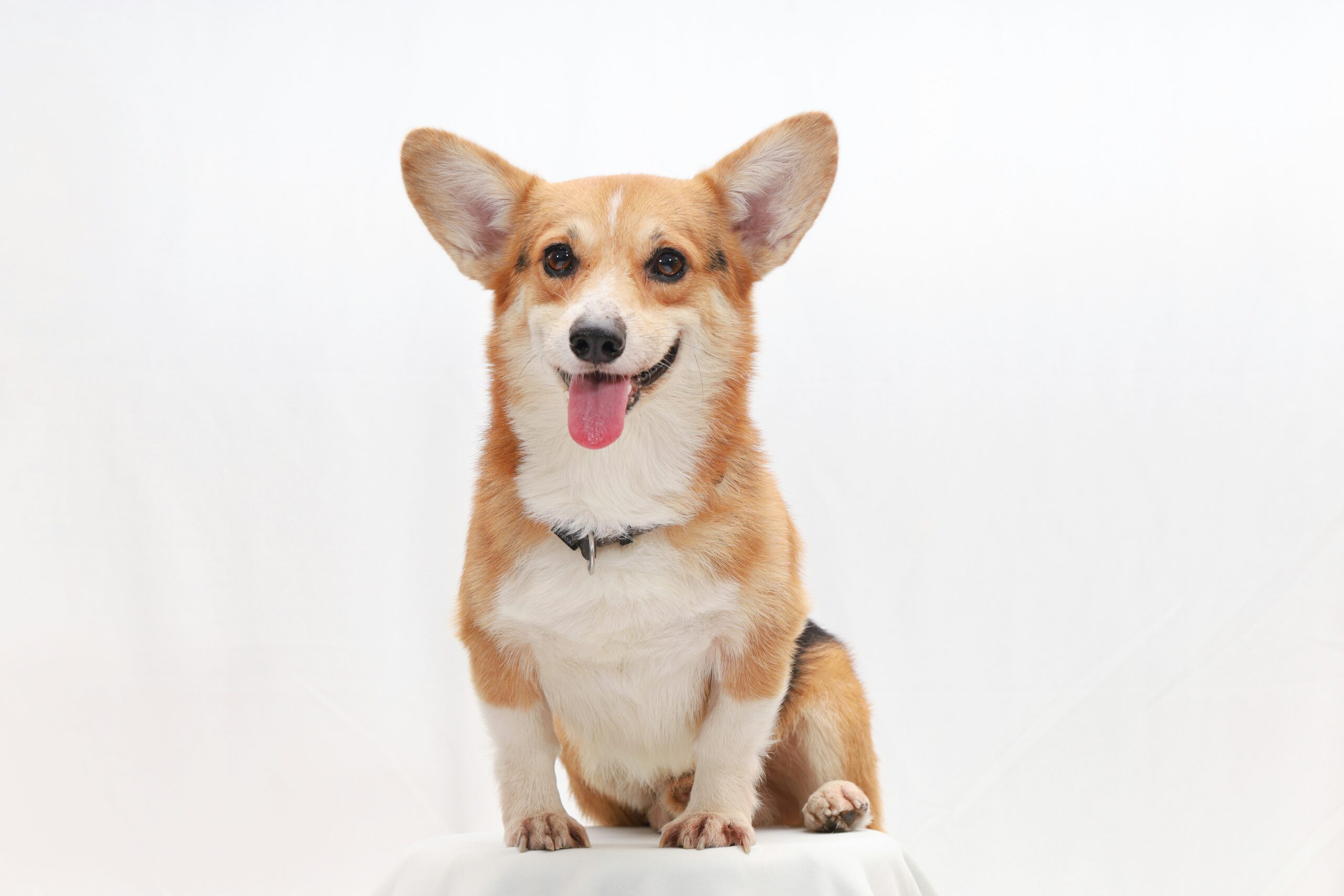 Welsh Corgi Pembroke