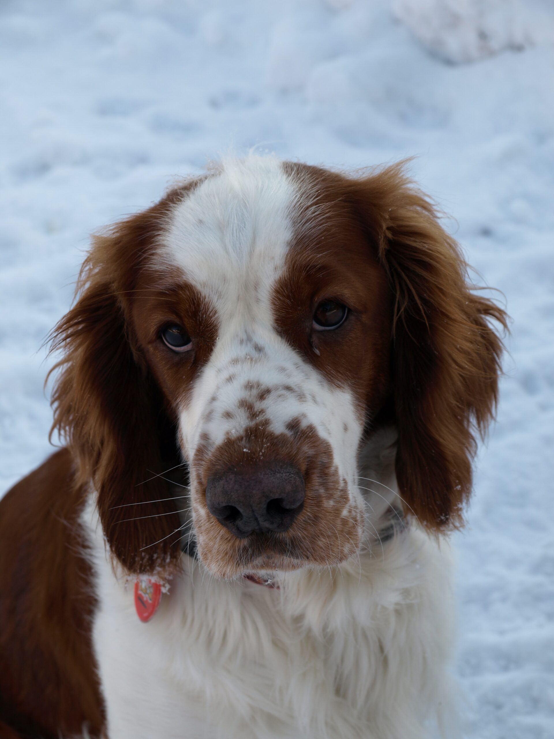Welsh Springer Spaniel