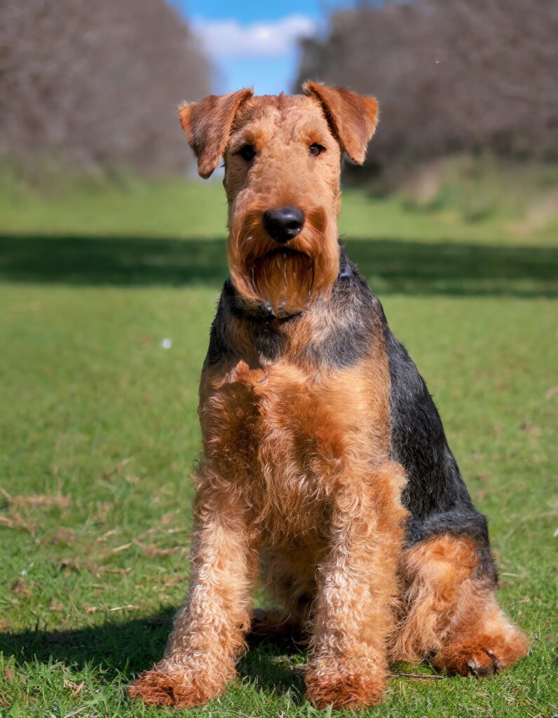 Welsh Terrier