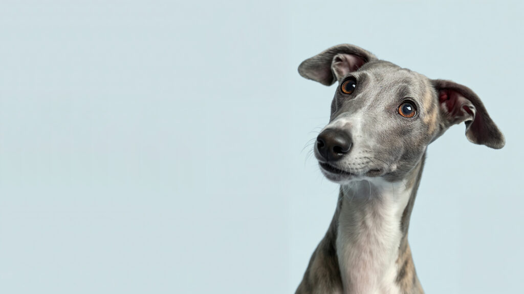 Whippet