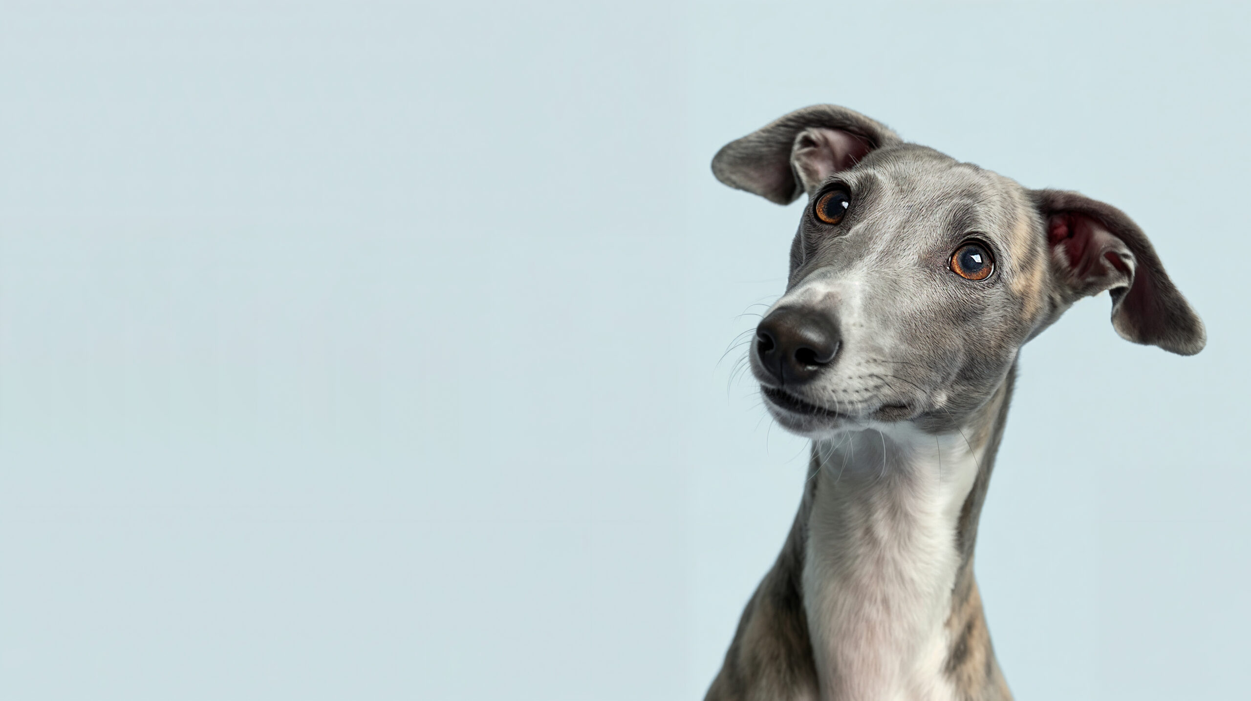 Whippet