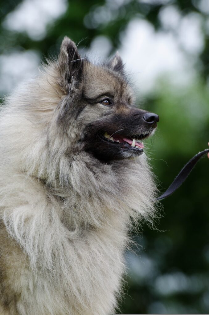 Wolfsspitz